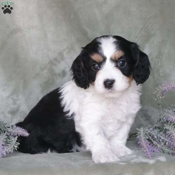 Ryder, Cavapoo Puppy